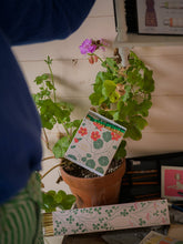 Load image into Gallery viewer, Nasturtium | Square - Safety Matches